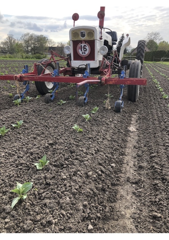 Tuinderij de Antoniushoeve David Brown Schoffelen Tuinbonen 2023