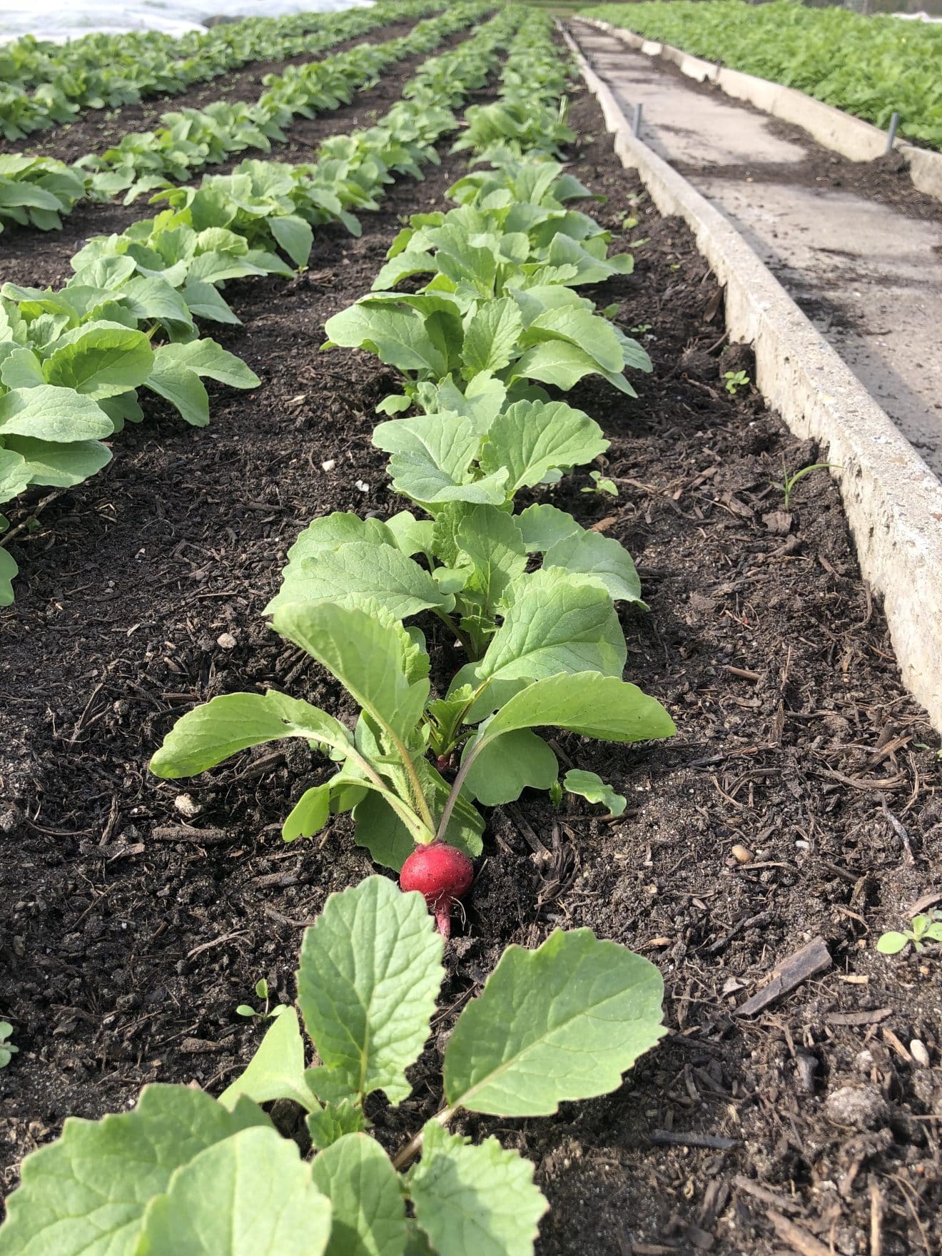 Radijzen 2023 Tuinderij de Antoniushoeve