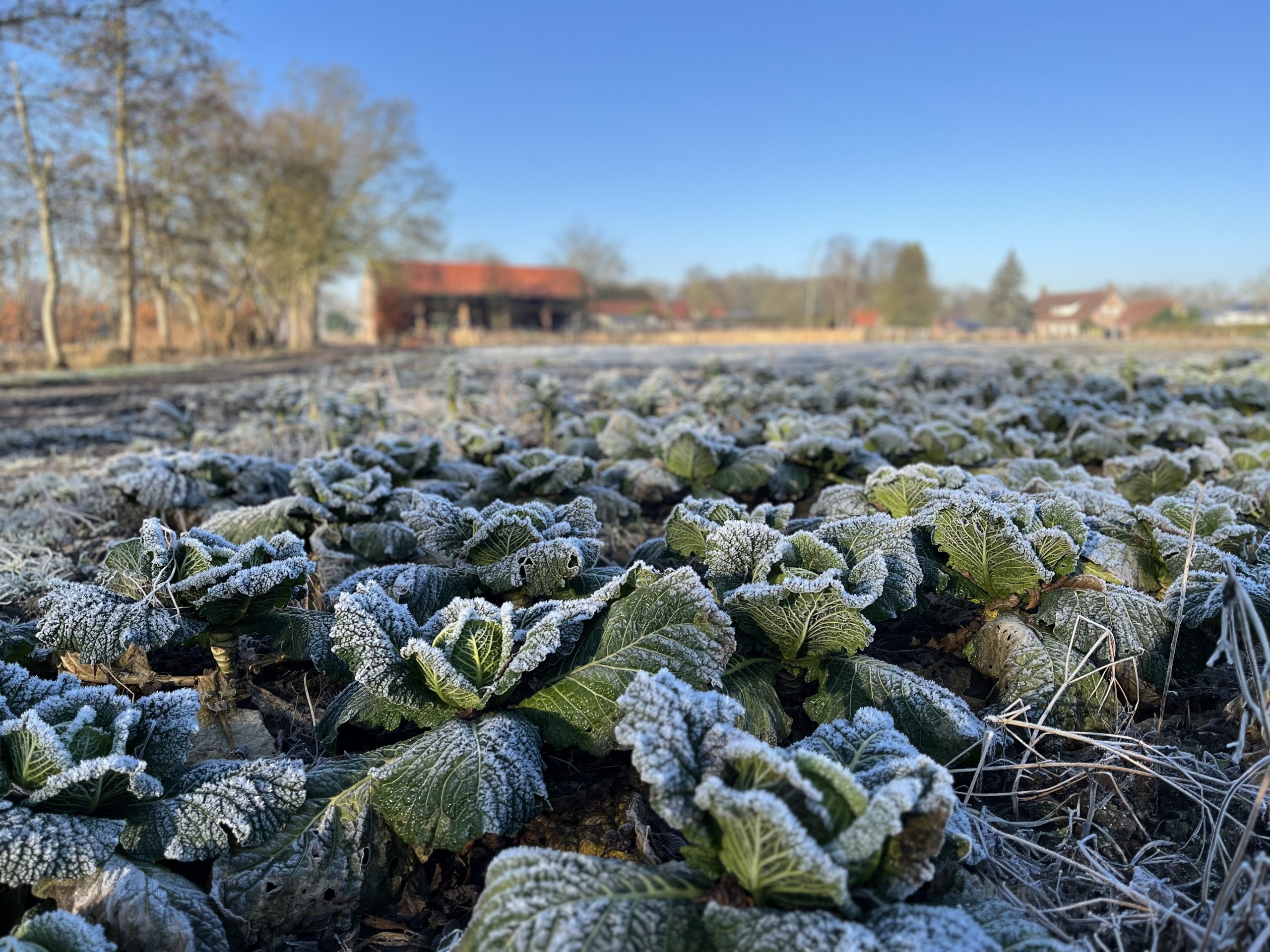 info@tuinderijdeantoniushoeve.nl
