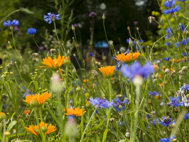 bloemen